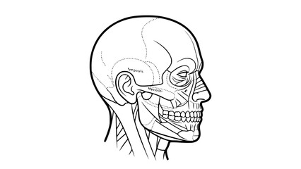 Flat vector illustration of a human head isolated on white background, fitness anatomy style, clean lines, modern gym illustration, minimal shading, educational workout graphic