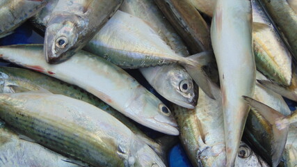 Fototapeta premium fresh mackerel fish at market