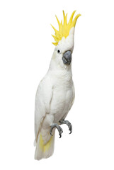 Sulphur crested cockatoo with yellow crest up