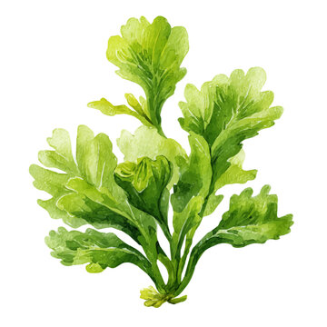 A watercolor painting of Elodea, vector illustration on white background.