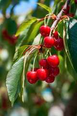 Tree with ripe glossy red sweet cherries in dense clusters among vibrant sunlit green leaves under soft blue summer sky in natural orchard setting  
