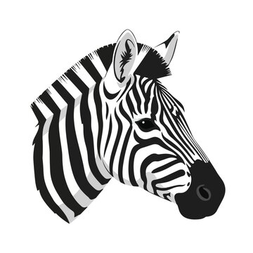 A wild zebra vector illustration features a striped black and white mammal isolated on a white background, capturing a cartoon profile of this safari animal with a unique nature pattern