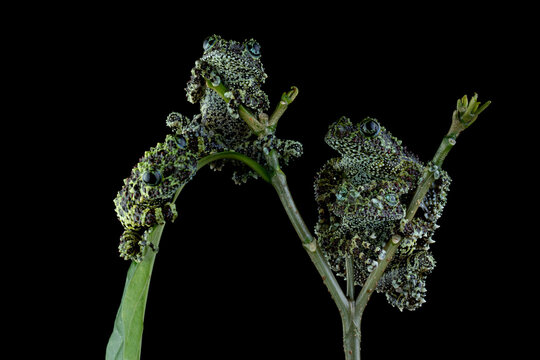 Young Theloderma corticale (Vietnamese mossy frog) on tree, Vietnamese mossy frog camouflage on branch, Mossy tree frog on moss