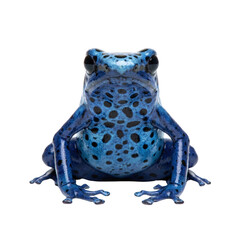 Blue poison dart frog front view on grey