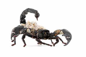 Female Asian forest scorpion "Heterometrus spinifer" closeup on isolated background, Front view of a female Asian forest scorpion in an aggressive defensive position to protect her young