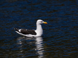 Fototapeta premium Kelp Gull Floating on Calm Ocean Water