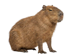 Capybara sitting calmly on white background