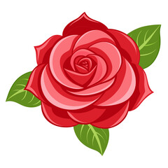Vibrant red rose with lush green leaves on white background
