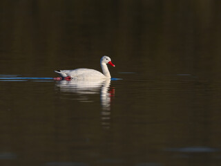 Coscoroba Swan Swimming on Serene Water