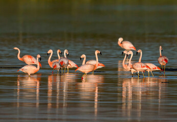 Three Chilean Flamingos Wading in Shallow Water at Sunrise