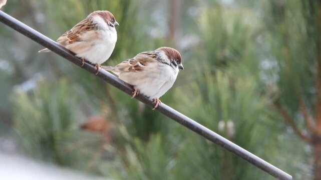 Wild birds - two tree sparrows perch and look around on a metal perch against a backdrop of pine branches. A third tree sparrow and a female house sparrow fly up to them on a winter day.