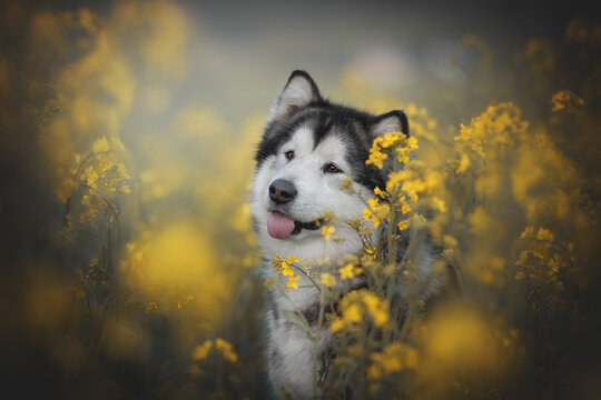 An Alaskan malamute with fluffy fur sticks its tongue out, surrounded by bright yellow wildflowers in a grassy field during the daytime. The dog appears content and playful