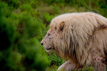 verletzter Löwe beim Gang durch die Sträucher © Paszkal
