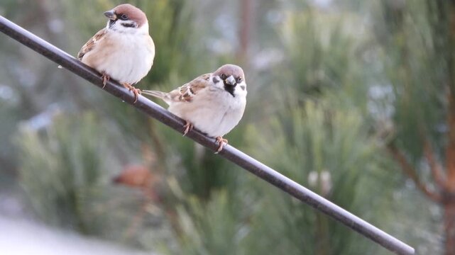 A pair of tree sparrows arrives and lands on a steel perch. They look around. A third one flies in, and they fly away on a sunny winter day.