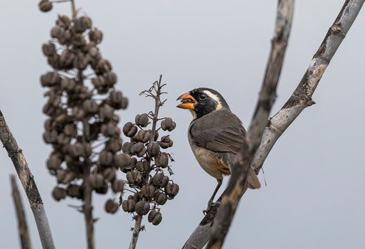 Golden-billed Saltator on a branch