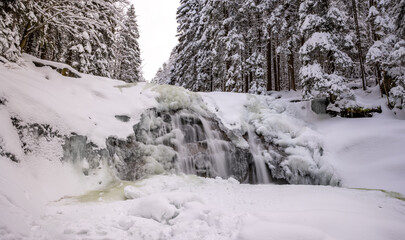 Beautiful Winter Frozen Waterfall Spruce Forest and Snow Cover