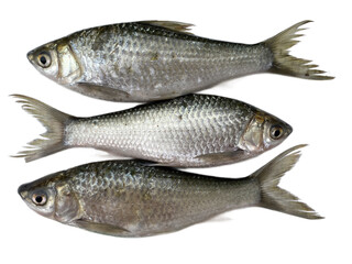 Obraz premium fresh fish or silver fish Siamese mud carp , three fish, thin-lips carp, Jullien's mud carp, isolated on white , transparent background png