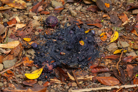 cassowary droppings (Scat), seed-filled, on forest ground, Daintree National Park, Queensland, Australia.
