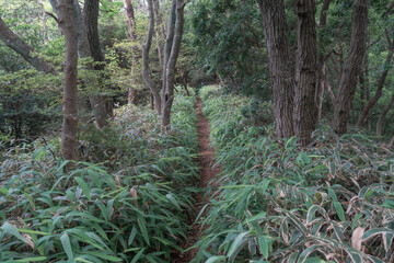 笹に覆われた山道