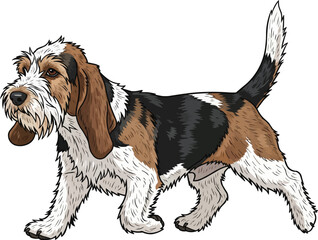 Petit basset griffon vendeen dog walking relaxed trotting gait