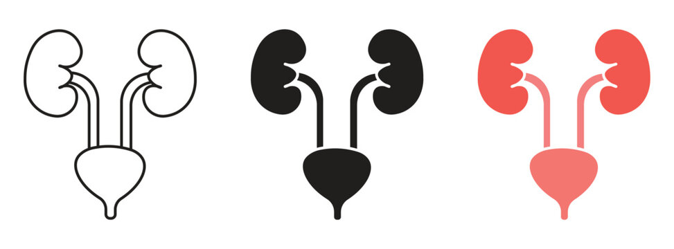 Urology icon set. Human Urinary System Line Icon isolated on white background. Vector illustration.