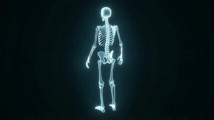Digital hologram of human skeleton medical anatomy visualization - Powered by Adobe