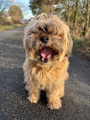 Fototapete bei efototapeten.de bestellen   