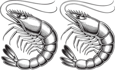 Hand drawn style Shrimp silhouette set isolated on transparent background
