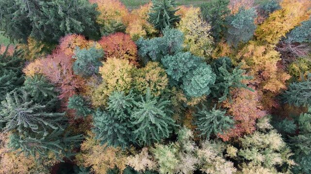 Herbstwald im Odenwald