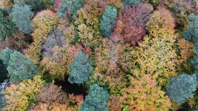 Herbstwald im Odenwald