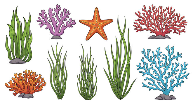 Diverse collection of underwater botanical elements features green seaweed, vibrant purple and blue corals, and an orange starfish on the seafloor.