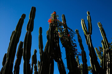 Tall columnar cactus plants silhouetted against a clear blue sky, with natural sunlight highlighting their shapes. Concept of desert landscape, resilience, nature, minimalism and arid environment.