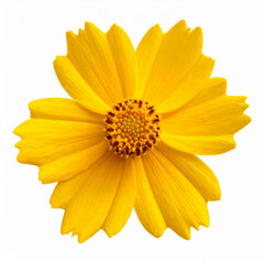 Bright yellow Coreopsis lanceolata flower isolated on white background. Clean botanical macro with detailed petals, ideal for design, nature concepts, wellness, education, and seasonal projects.
