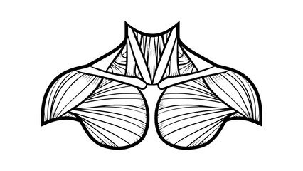 Flat vector illustration of human shoulders isolated, fitness anatomy design, gym training concept, clean outlines, modern sports illustration