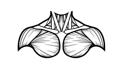 Flat vector illustration of human shoulders isolated, fitness anatomy design, gym training concept, clean outlines, modern sports illustration