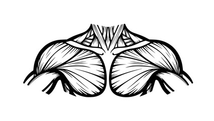 Flat vector illustration of human shoulders isolated, fitness anatomy design, gym training concept, clean outlines, modern sports illustration