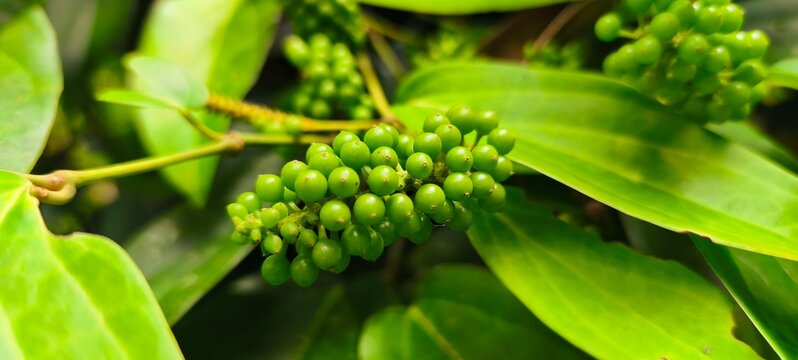 Cubeb Pepper (Piper cubeba) Fresh Green Peppercorns Close Up