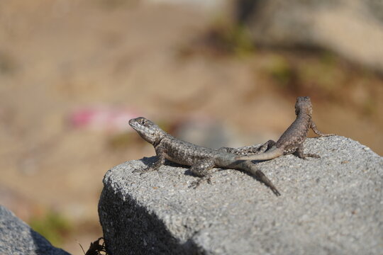 Tropidurus oreadicus or better known in Brazil as calango is a species of lizard of the Tropiduridae family. It is endemic to Brazil and widely distributed in the biomes of Cerrado and Caatinga. Forta
