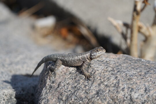 Tropidurus oreadicus or better known in Brazil as calango is a species of lizard of the Tropiduridae family. It is endemic to Brazil and widely distributed in the biomes of Cerrado and Caatinga. Forta