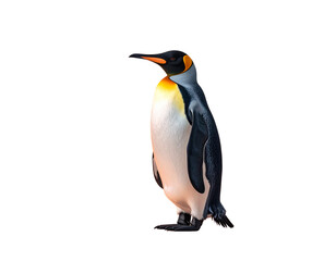 Obraz premium penguin isolate on background