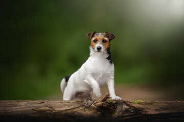 A tricolor Jack Russell Terrier with a broken coat confidently stands on a mossy log outdoors. The dog's raised paw and alert expression suggest a moment of playful curiosity in nature © honey_paws