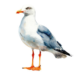 Obraz premium Seagull standing on transparent background