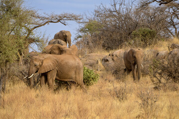 Fototapeta premium Eléphant d’Afrique