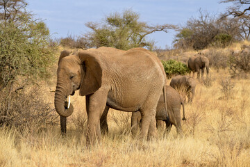 Obraz premium Eléphant d’Afrique
