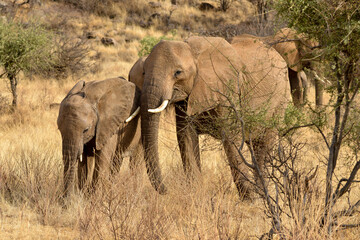 Fototapeta premium Eléphant d’Afrique