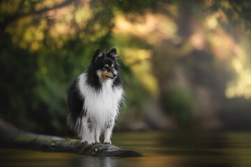 A tricolor Shetland Sheepdog stands on a mossy log, near water. It is daytime, and the sunlight...