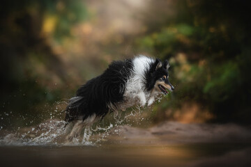 A black, white, and tan Sheltie dog runs and leaps through shallow water, causing water to splash around it. The dog appears happy and energetic in an outdoor environment