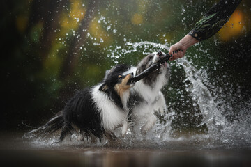 Two Sheltie dogs enthusiastically play tug-of-war with a stick held by a person's hand in a shallow pond. Water splashes everywhere as they enjoy their active game