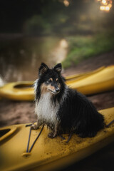 A sheltie sits on a yellow kayak near a river. The dog is tricolor and looks off to the side. Another yellow kayak rests nearby. The surrounding area appears to be wooded