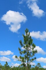 Fototapeta premium Spruce trees on blue sky and clouds background in Florida nature
